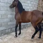 حصان