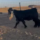 تيس