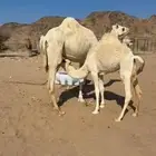 بكره على الحليب