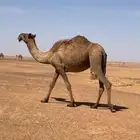 خفوت للبيع