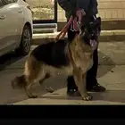 كلب جيرمن شيبرد انثى للبيع