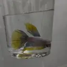 سمك فايتر سعر التفريد 8  الجمله 5