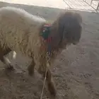 رخل نعيم صنف وبنفس الوقت مرياع ( قايدة )