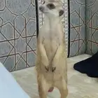 مواليد الميركات (تيمون) انتاج محلي