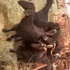 معزا حبش