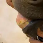مهره عربية للبيع