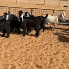 تيوس للبيع