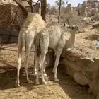 قعودين وبكره على الحليب بلدي