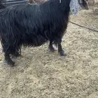 للبيع عنز عارضيه صنف