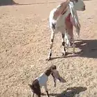 معزاء فاخره مواليد