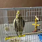 صبيا الهدوي