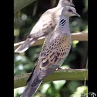 طيور ق م ر ي للبيع
