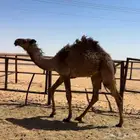 بكره صفرا عبدانيه