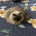 بسة