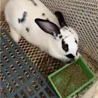 مطلوب ارانب