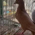 جوز زاجل اصفر
