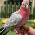 قريبا  توفر فروخ كوكاتو قالا و فرخ كاسكو و فروخ صن كنيور