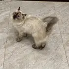 اللي له قطه ضائعه او مفقوده يدخل (الباحة شهبه )