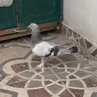 حمام تركي معقد