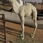 للبيع حوار عمره شهرين ونص