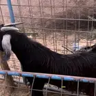 تيوس