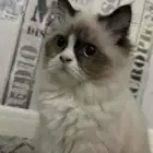 قطة انثى راغدول