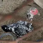 دجاج سندي