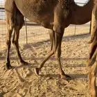 حشو فاخره مغلقه شحم