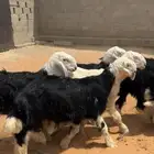 للبيع خرفان نجد طيبه
