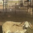 فحل صردي مغربي