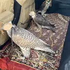 تاجير صقور على مستوى