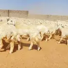 رخال حريات حرش 245 راس ( تم البيع )