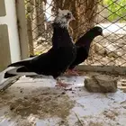 حمام قطايف