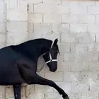 حصان للبيع
