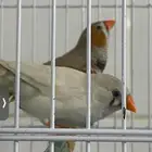 زوج زيبرا للبدل بفرخ روز