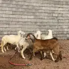 جفره عارضيه