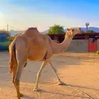 ضروبه مشروطه مبيوع ولدها قبل امس