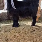 عنز عارضيه صنف تم البيع