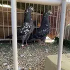تم البيع جوز تيدي بلاك شينا