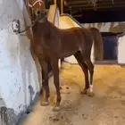 حصان شعبي للبيع