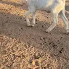 تيس مطور مشروع فحل