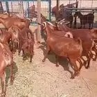 للبيع معزا دهم فواخر دفيع
