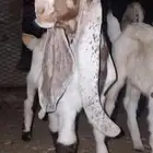 جفر كاموري مشروع فحل