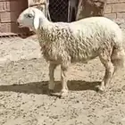 مشروع فحل