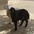 خرفان حري