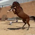 حصان شعبي الأب شامخ الاسطوره العمر ثلاث سنوات وثلاث شهور