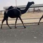 ضروبه مجهم عشرا نادره