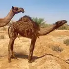 للبيع عشرا صفراء