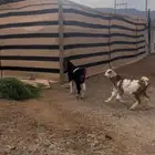 تيوس كفو على حليب اماتها ( تم البيع )