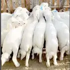 خرفان رخال ذبايح